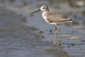 Marsh Sandpiper, 泽鹬, Tringa stagnatilis-gallery-