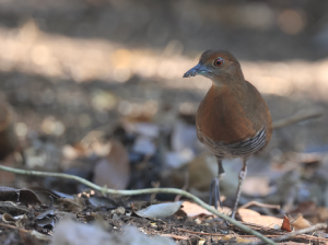 Slaty-legged Crake, 白喉斑秧鸡, Rallina eurizonoides-gallery-