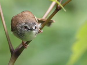 Rufescent Prinia, 暗冕鹪莺, Prinia rufescens-gallery-