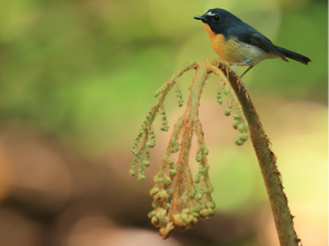 Snowy-browed Flycatcher, 棕胸蓝姬鹟, Ficedula hyperythra-gallery-