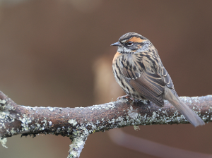 Rufous-breasted Accentor, 棕胸岩鹨, Prunella strophiata-gallery-