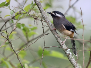 White-eared Sibia, 白耳奇鹛, Heterophasia auricularis-gallery-