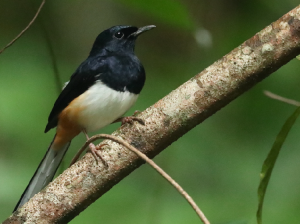 Andaman Shama, 安达曼鹊鸲, Copsychus albiventris-gallery-