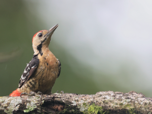 Fulvous-breasted Woodpecker, 茶胸啄木鸟, Dendrocopos macei-gallery-