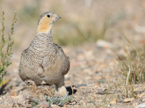 Tibetan Sandgrouse, 西藏毛腿沙鸡, Syrrhaptes tibetanus-gallery-