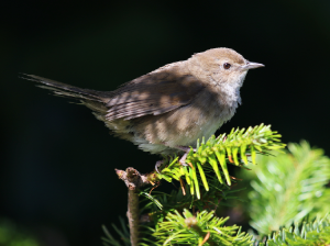 Taiwan Bush Warbler, 台湾短翅莺, Locustella alishanensis-gallery-