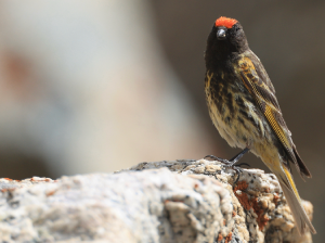 Red-fronted Serin-gallery-