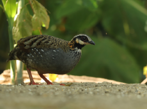 White-cheeked Partridge, 白颊山鹧鸪, Arborophila atrogularis-gallery-