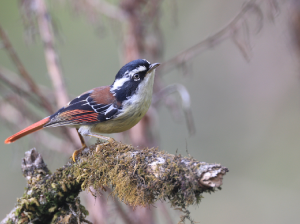 Red-tailed Minla, 火尾希鹛, Minla ignotincta-gallery-