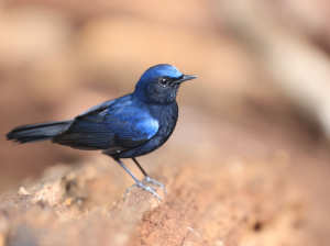 White-tailed Robin, 白尾蓝地鸲, Myiomela leucura-gallery-