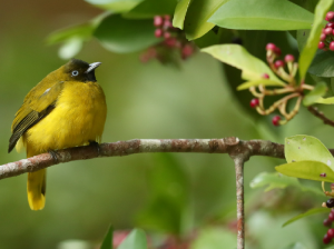 Andaman Bulbul, 安达曼鹎, Brachypodius fuscoflavescens-gallery-