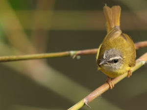 Yellow-bellied Warbler, 黄腹鹟莺, Abroscopus superciliaris-gallery-