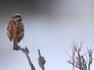 Pine Bunting, 白头鹀, Emberiza leucocephalos-gallery-