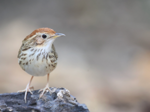 Puff-throated Babbler, 棕头幽鹛, Pellorneum ruficeps-gallery-