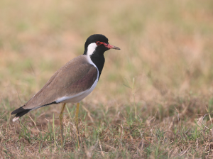 Red-wattled Lapwing, 肉垂麦鸡, Vanellus indicus-gallery-