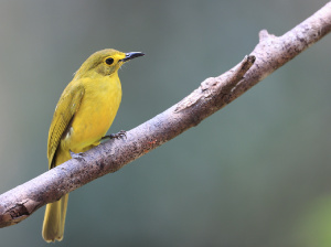 Yellow-browed Bulbul, 黄眉鹎, Acritillas indica-gallery-