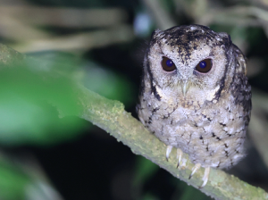 Collared Scops Owl, 领角鸮, Otus lettia-gallery-