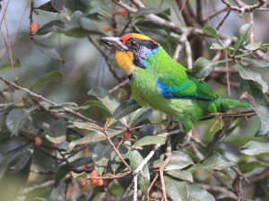 Necklaced Barbet, 环喉拟啄木鸟, Psilopogon auricularis-gallery-