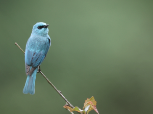 Verditer Flycatcher, 铜蓝鹟, Eumyias thalassinus-gallery-