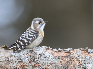 Japanese Pygmy Woodpecker, 小星头啄木鸟, Yungipicus kizuki-gallery-