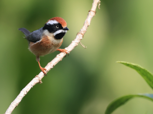 Black-throated Bushtit, 红头山雀, Aegithalos concinnus-gallery-