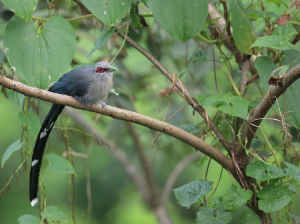 Green-billed Malkoha, 绿嘴地鹃, Phaenicophaeus tristis-gallery-