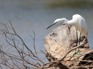 Little Egret, 白鹭, Egretta garzetta-gallery-