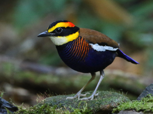 Malayan Banded Pitta, 马来蓝尾八色鸫, Hydrornis irena-gallery-