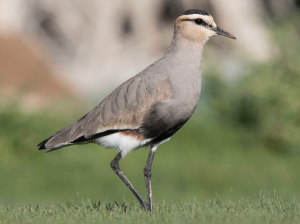 Sociable Lapwing, 黄颊麦鸡, Vanellus gregarius-gallery-