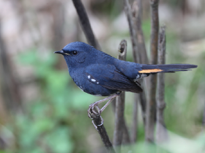 White-bellied Redstart, 白腹短翅鸲, Luscinia phaenicuroides-gallery-