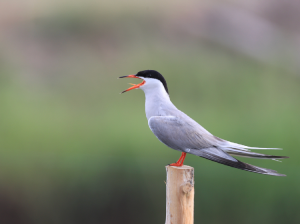 Common Tern, 普通燕鸥, Sterna hirundo-gallery-