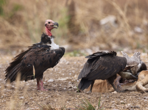 Red-headed Vulture, 黑兀鹫, Sarcogyps calvus-gallery-