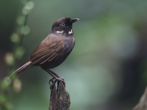 Nonggang Babbler, 弄岗穗鹛, Stachyris nonggangensis-gallery-