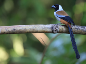 Collared Treepie, 黑额树鹊, Dendrocitta frontalis-gallery-