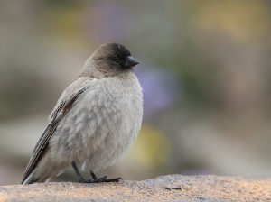 Brandt’s Mountain Finch, 高山岭雀, Leucosticte brandti-gallery-