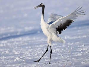 Red-crowned Crane, 丹顶鹤, Grus japonensis-gallery-