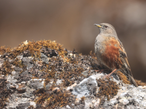 Alpine Accentor, 领岩鹨, Prunella collaris-gallery-