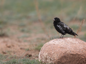 Black Lark, 黑百灵, Melanocorypha yeltoniensis-gallery-