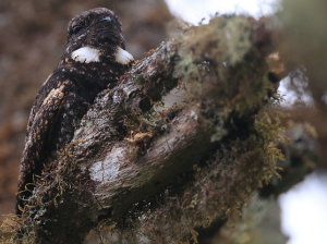 Grey Nightjar, 普通夜鹰, Caprimulgus jotaka-gallery-