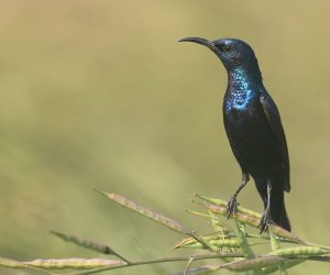 Purple Sunbird, 紫色花蜜鸟, Cinnyris asiaticus-gallery-