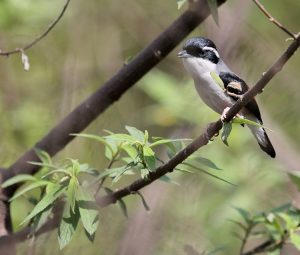 Blyth’s Shrike-Babbler, 红翅鵙鹛, Pteruthius aeralatus-gallery-