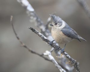 Grey Crested Tit, 褐冠山雀, Lophophanes dichrous-gallery-