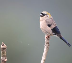 Red-headed Bullfinch, 红头灰雀, Pyrrhula erythrocephala-gallery-