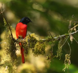 Short-billed Minivet, 短嘴山椒鸟, Pericrocotus brevirostris-gallery-