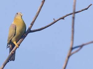 Yellow-footed Green Pigeon, 黄脚绿鸠, Treron phoenicopterus-gallery-