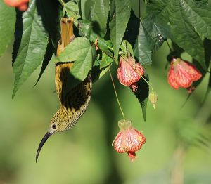 Streaked Spiderhunter, 纹背捕蛛鸟, Arachnothera magna-gallery-