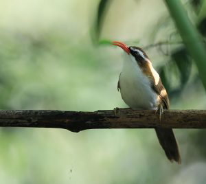 Red-billed Scimitar Babbler, 棕头钩嘴鹛, Pomatorhinus ochraceiceps-gallery-