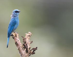 Verditer Flycatcher, 铜蓝鹟, Eumyias thalassinus-gallery-