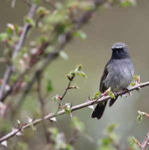 Rufous-gorgeted Flycatcher, 橙胸姬鹟, Ficedula strophiata-gallery-