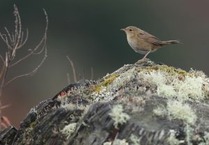 Brown Bush Warbler, 棕褐短翅莺, Locustella luteoventris-gallery-